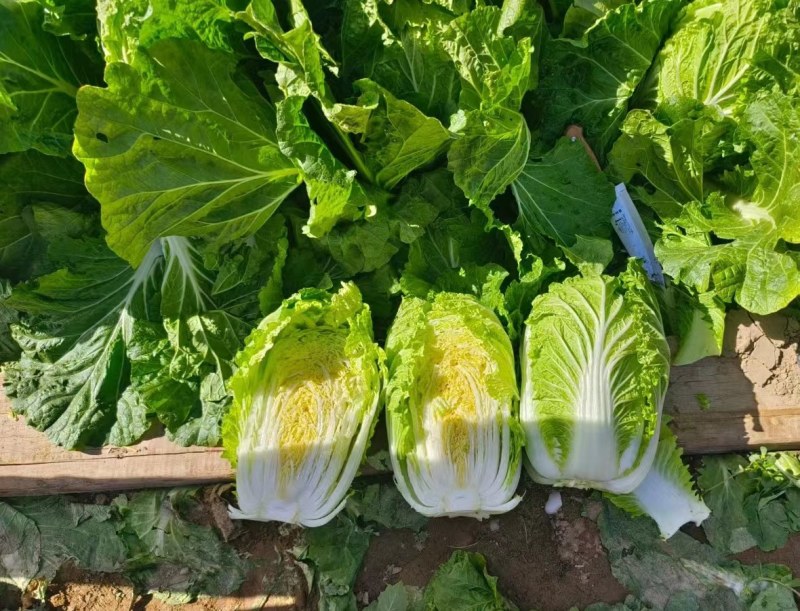 白菜河南夏邑县精品矮颗黄心白菜，全国代发