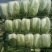 白菜河南夏邑县精品矮颗黄心白菜，全国代发
