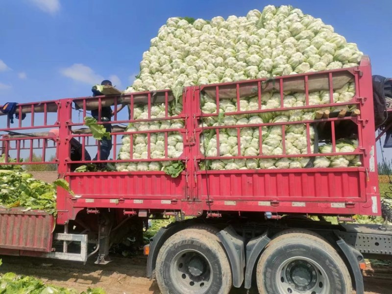 白菜河南夏邑县精品矮颗黄心白菜，全国代发