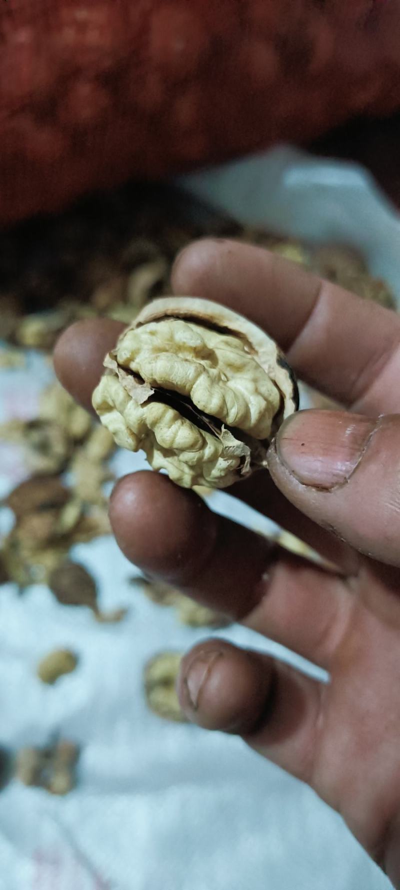 2025年云南薄皮麻子核桃顺色大果原产基地直发