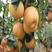 柱状梨秋月梨南北方均可种植，抗病毒，好管理，亩产高