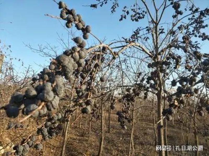 黑枣苗黑枣树苗黑枣树君迁子树苗软枣树苗