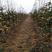 柱状梨秋月梨南北方均可种植，抗病毒，好管理，亩产高
