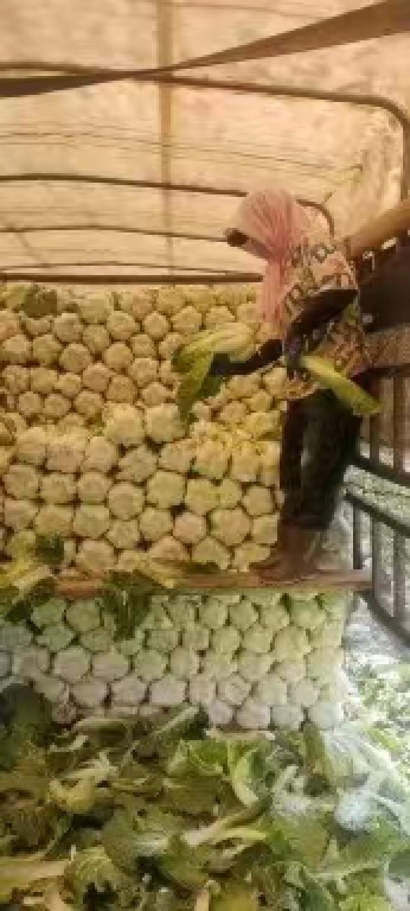 黄心白菜，河南白菜，精品矮颗黄心白菜，全国代发