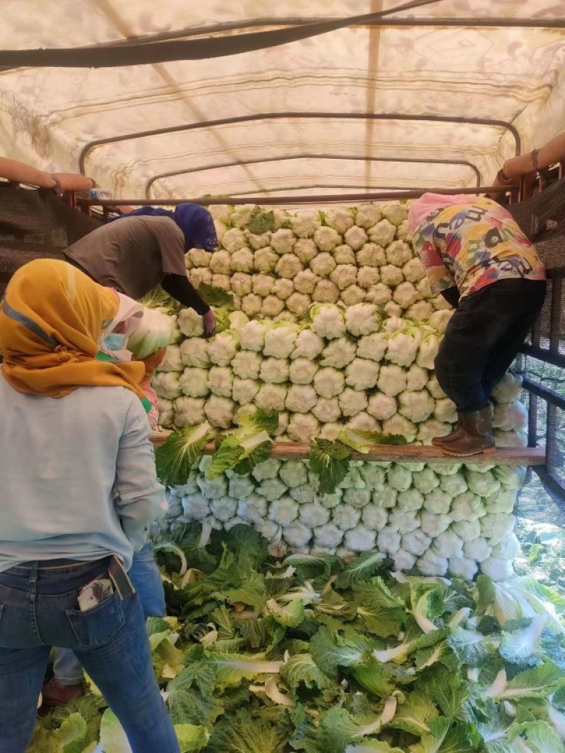 黄心白菜，河南白菜，精品矮颗黄心白菜，全国代发