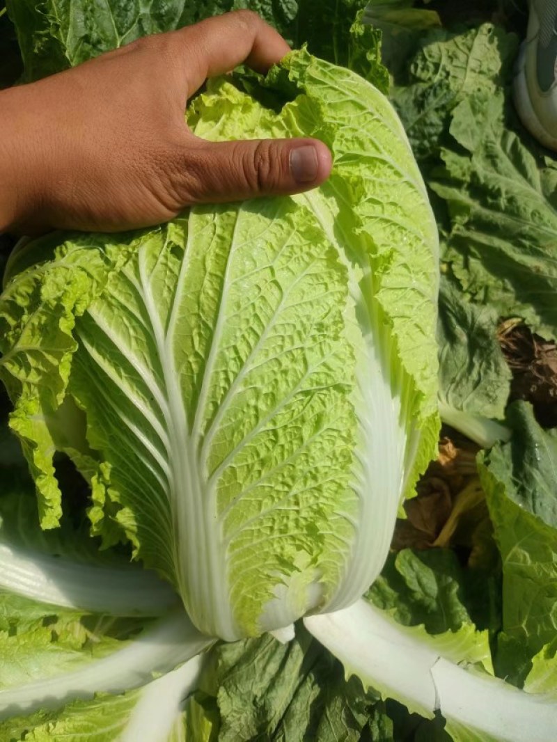 黄心白菜，河南白菜，精品矮颗黄心白菜，全国代发