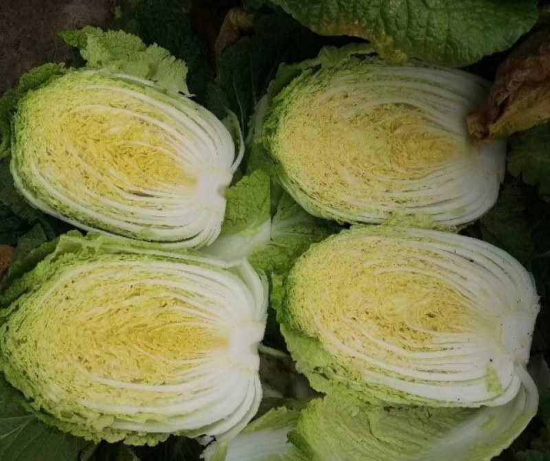 黄心白菜，河南白菜，精品矮颗黄心白菜，全国代发