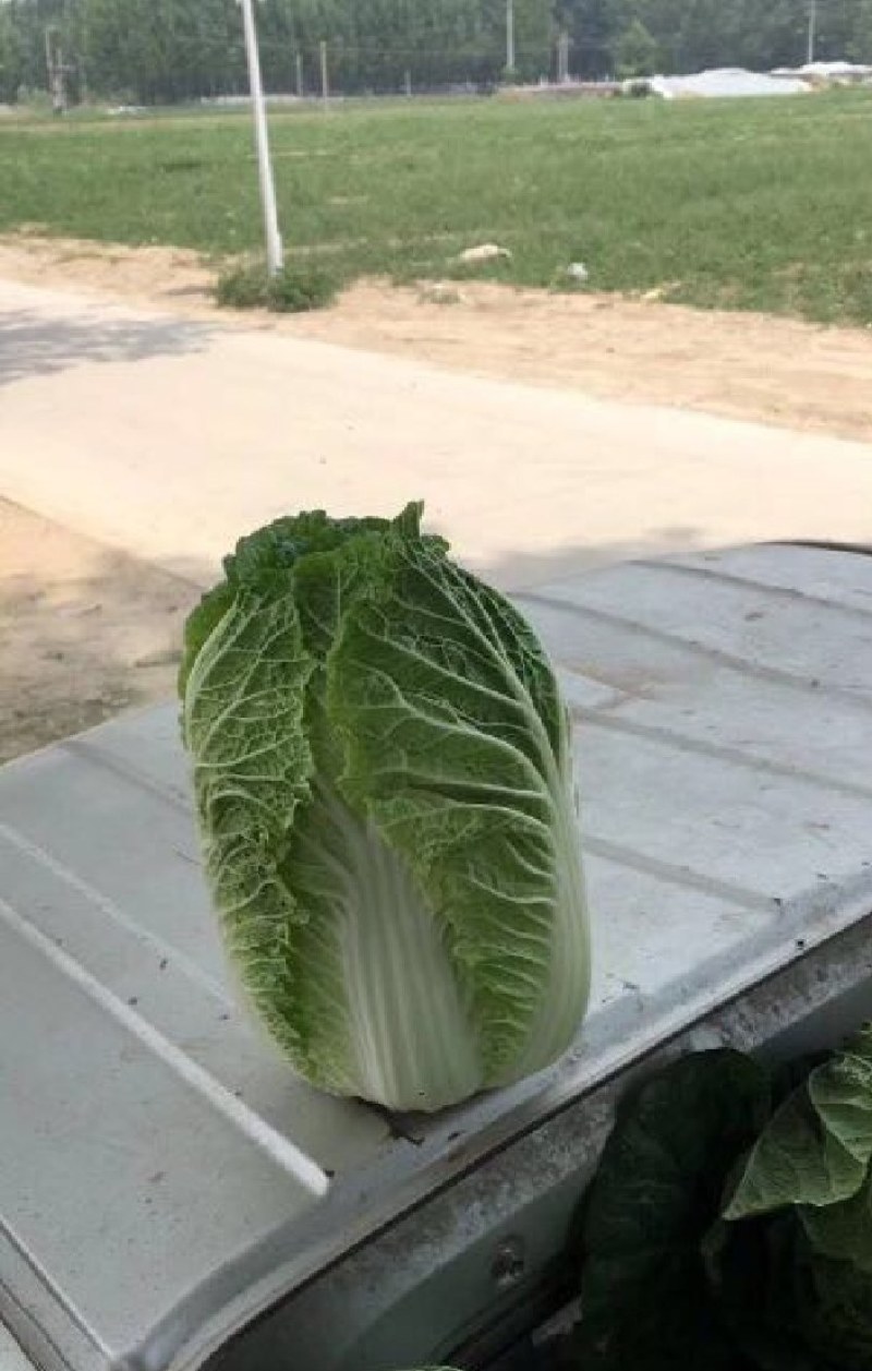 黄心白菜，河南白菜，精品矮颗黄心白菜，全国代发