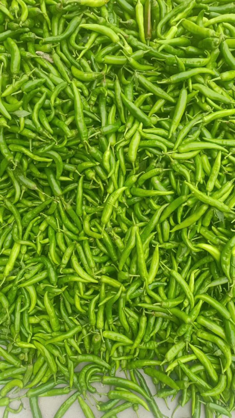 【牛商推荐】精品万亩青椒，产地直供基地种植诚信经营欢迎