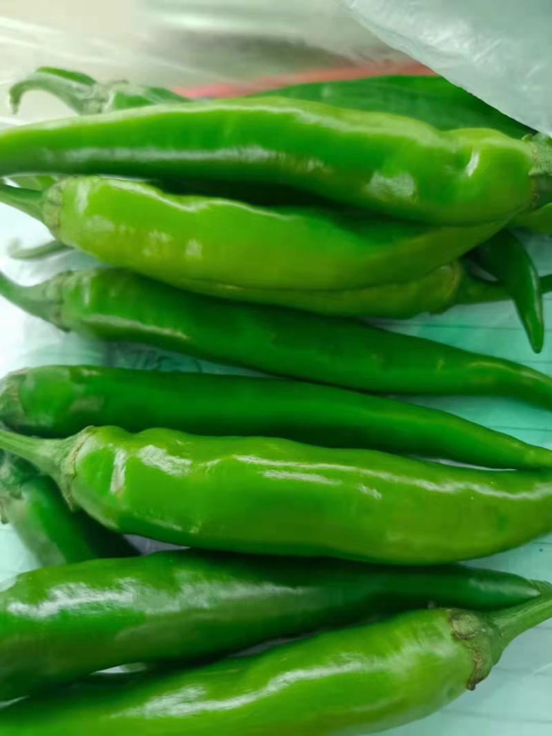 【牛商推荐】精品万亩青椒，产地直供基地种植诚信经营欢迎