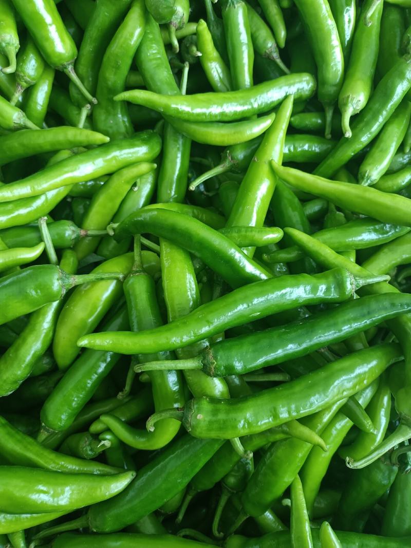 【牛商推荐】精品万亩青椒，产地直供基地种植诚信经营欢迎