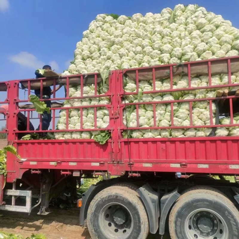 白菜精品矮颗黄心白菜黄心，全国代发品质保证