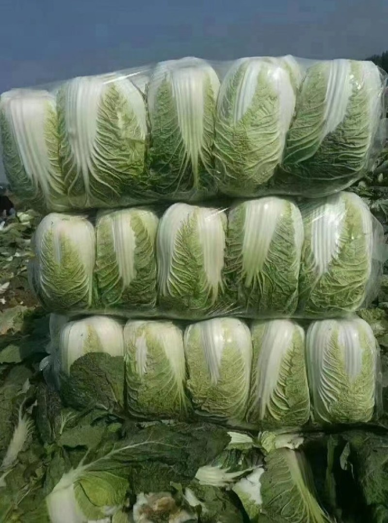 白菜精品矮颗黄心白菜黄心，全国代发品质保证