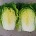 白菜精品矮颗黄心白菜黄心，全国代发品质保证