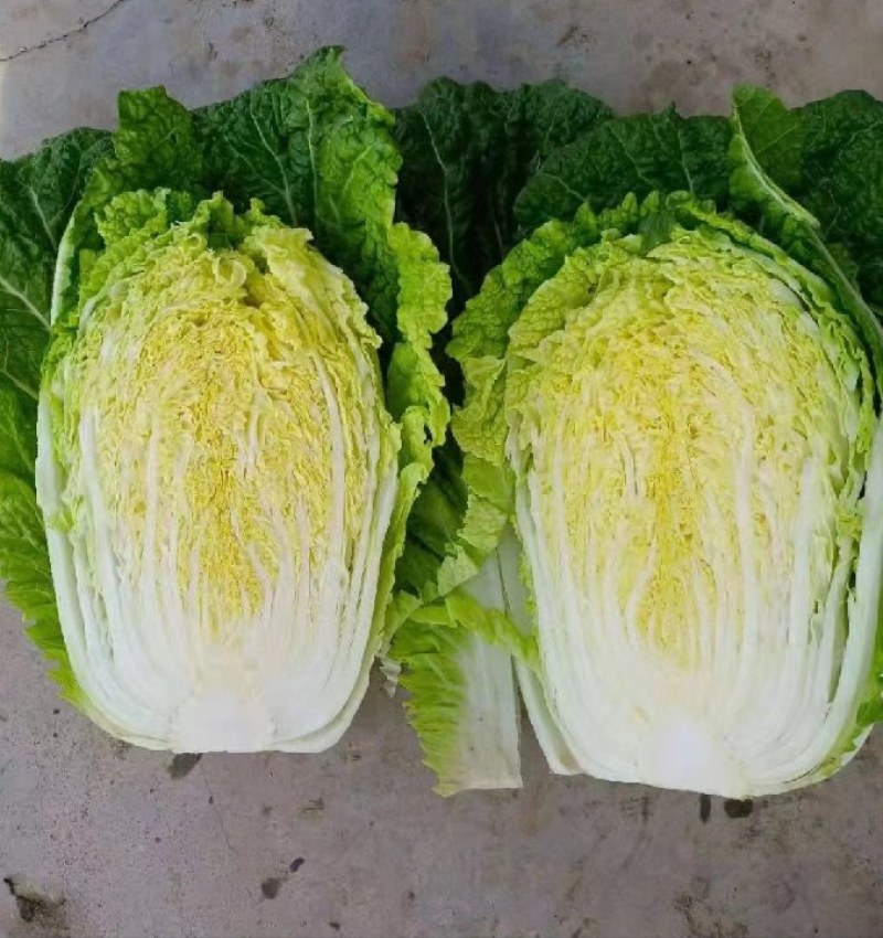 白菜精品矮颗黄心白菜黄心，全国代发品质保证