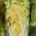 白菜精品矮颗黄心白菜黄心，全国代发品质保证