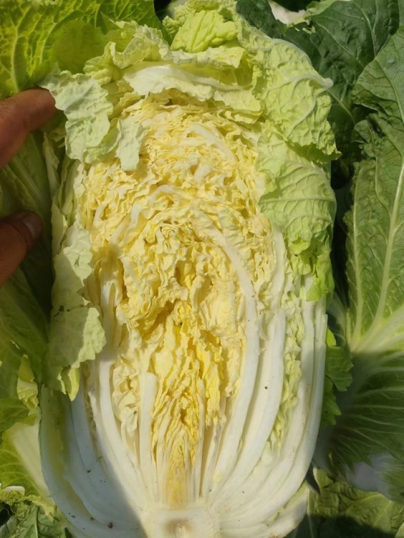 白菜精品矮颗黄心白菜黄心，全国代发品质保证