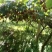 陕西宝鸡眉县徐香猕猴桃
