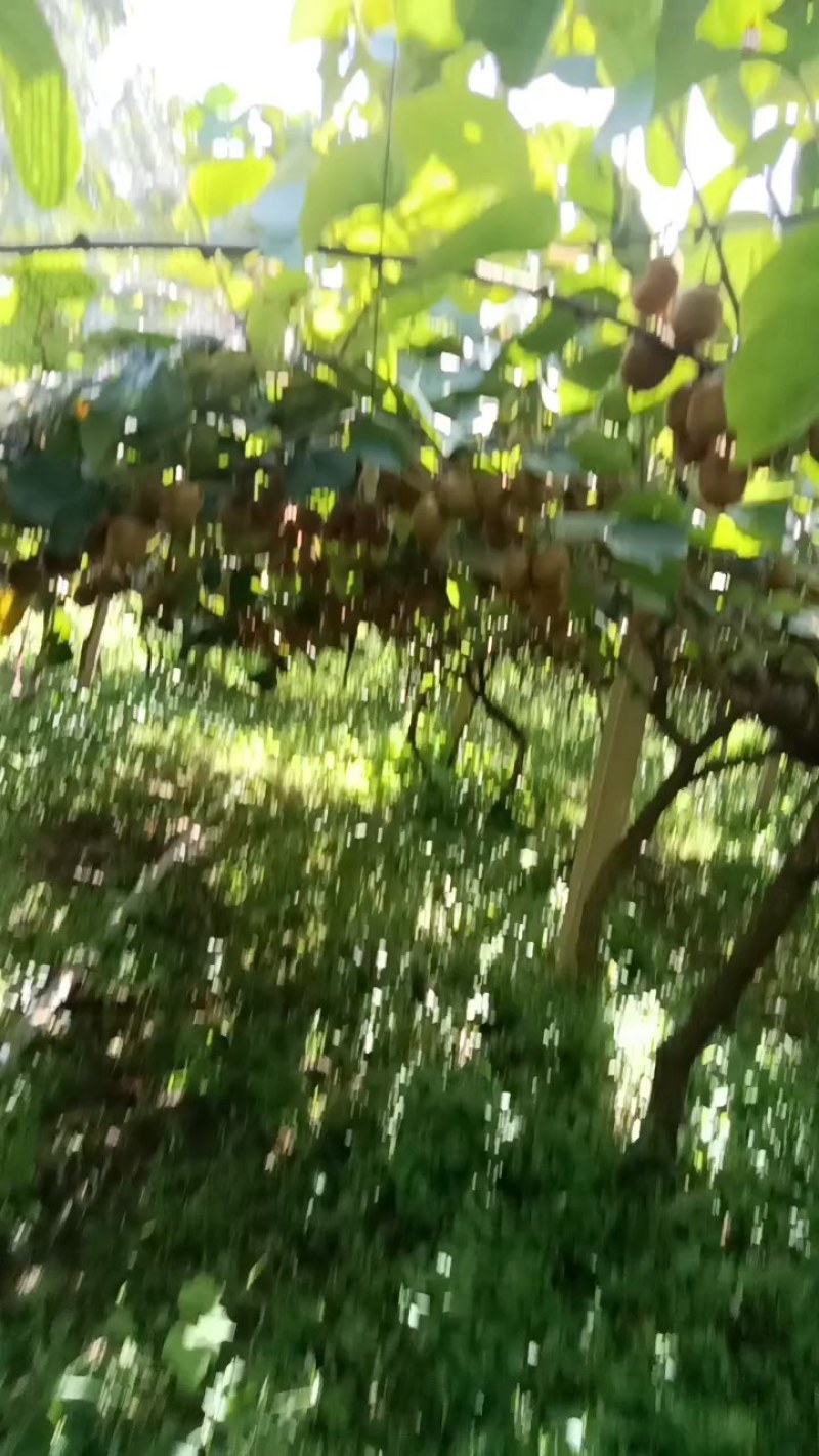 陕西宝鸡眉县徐香猕猴桃