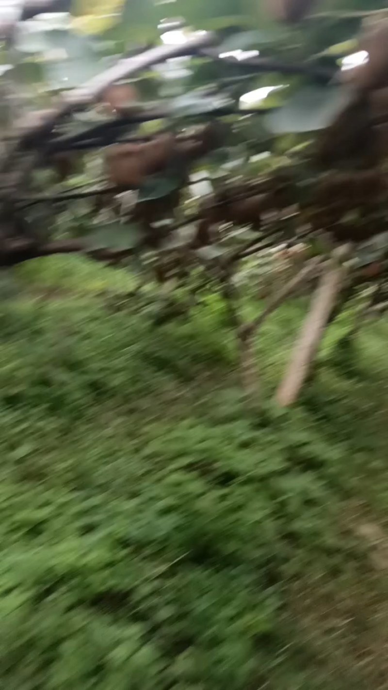 陕西宝鸡眉县徐香猕猴桃