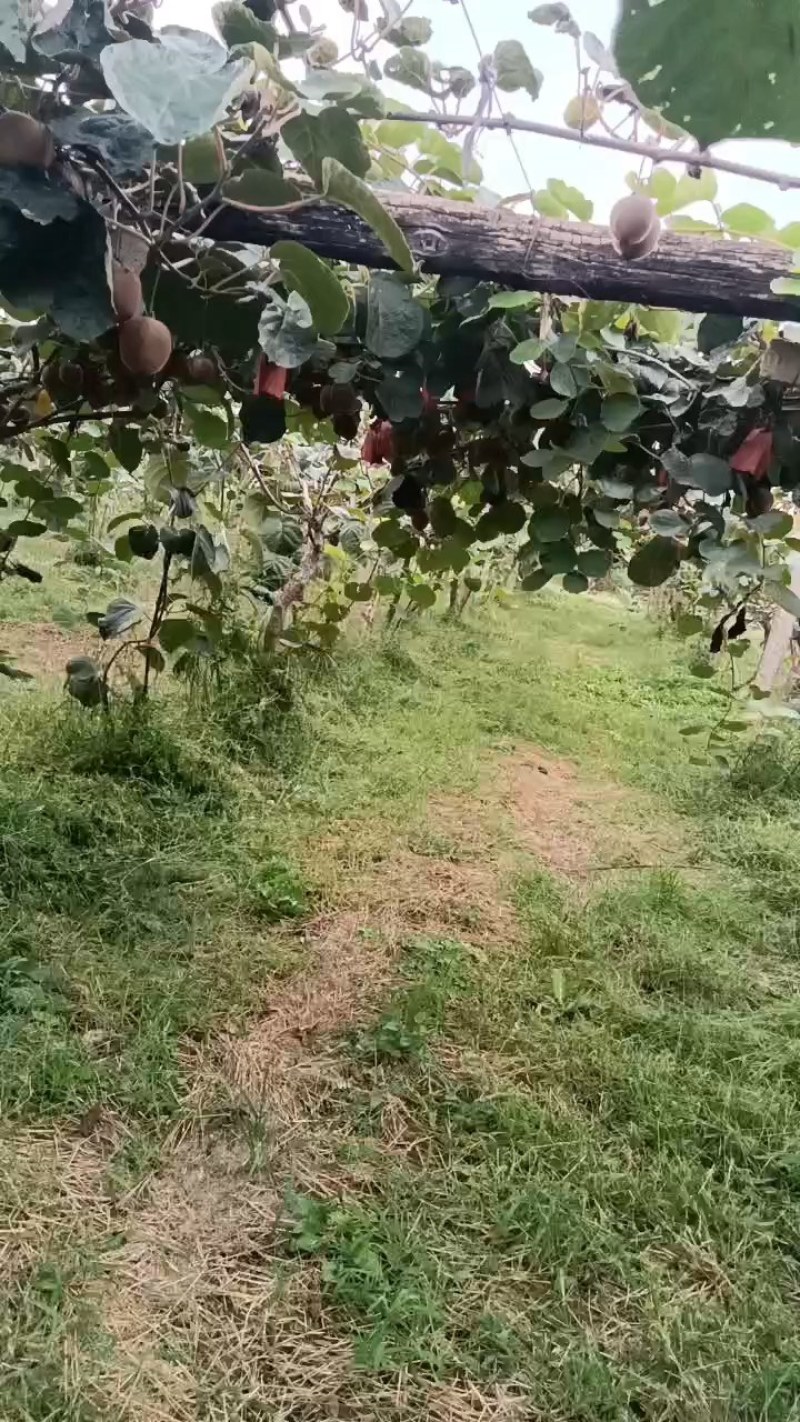 陕西宝鸡眉县徐香猕猴桃