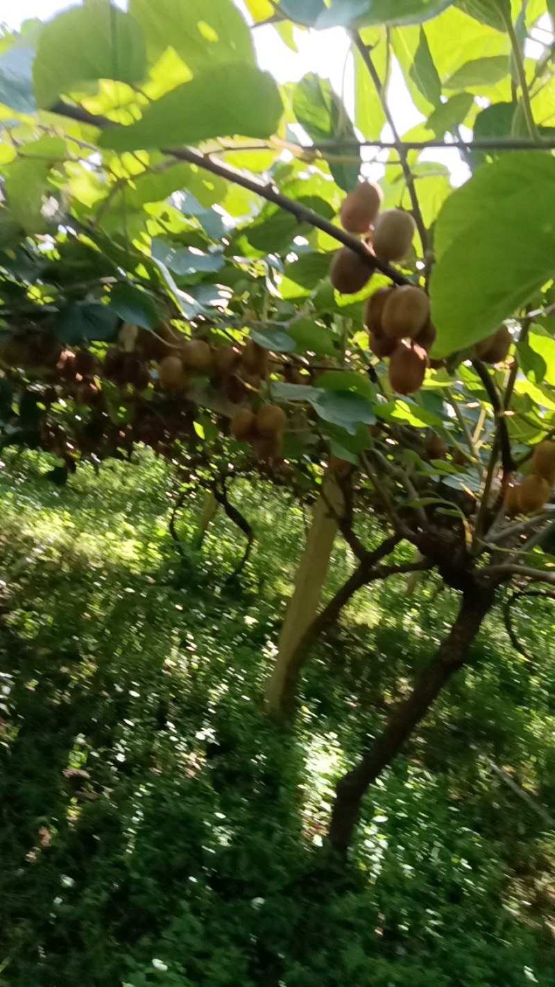陕西宝鸡眉县徐香猕猴桃