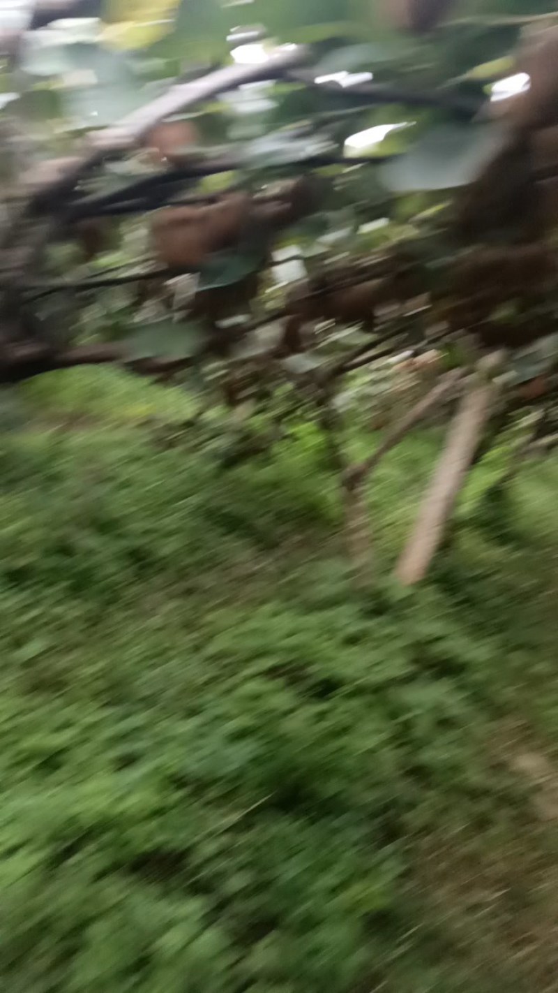 陕西宝鸡眉县徐香猕猴桃