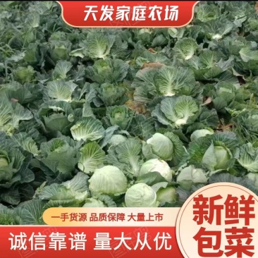 【推荐】甘蓝基地有需要的可以叫我，货源多品质好，可以长期供货