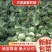 【推荐】甘蓝基地有需要的可以叫我，货源多品质好，可以长期供货