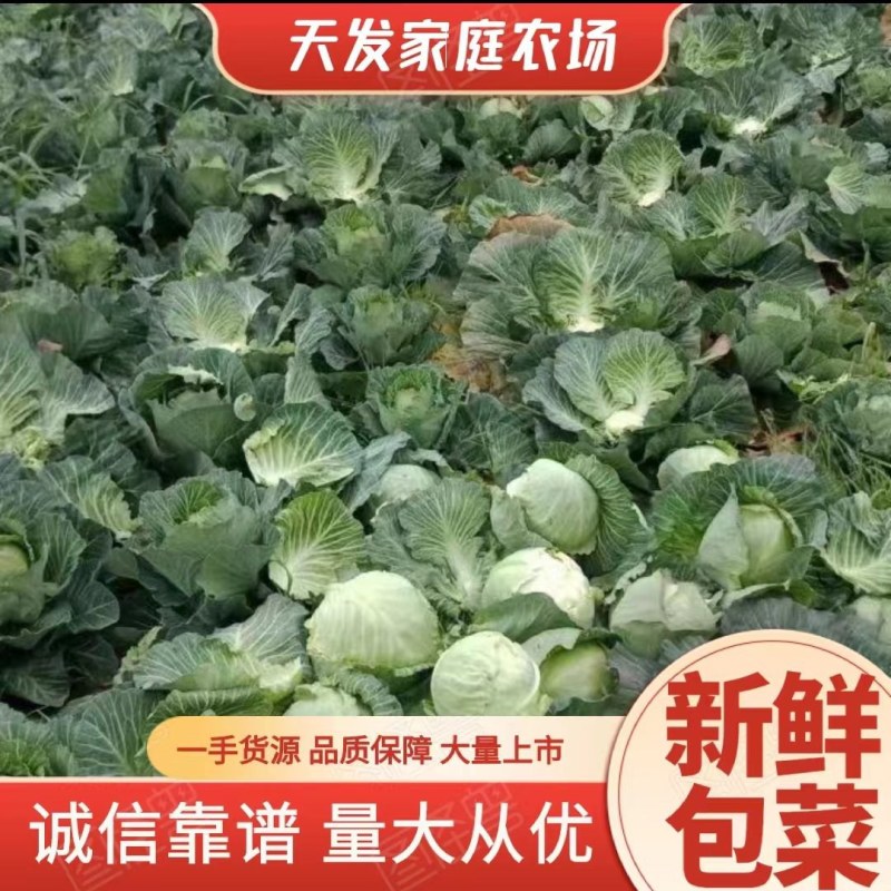 【推荐】甘蓝基地有需要的可以叫我，货源多品质好，可以长期供货