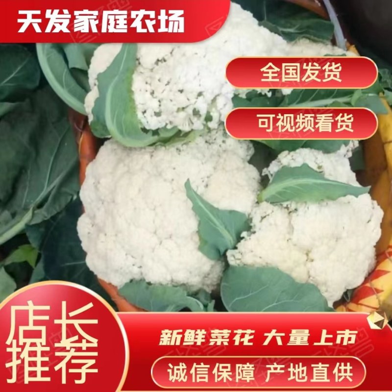 【推荐】菜花松散乳白2斤大量上市量大从优欢迎采购