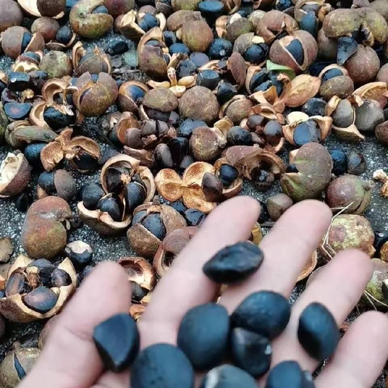 油茶籽