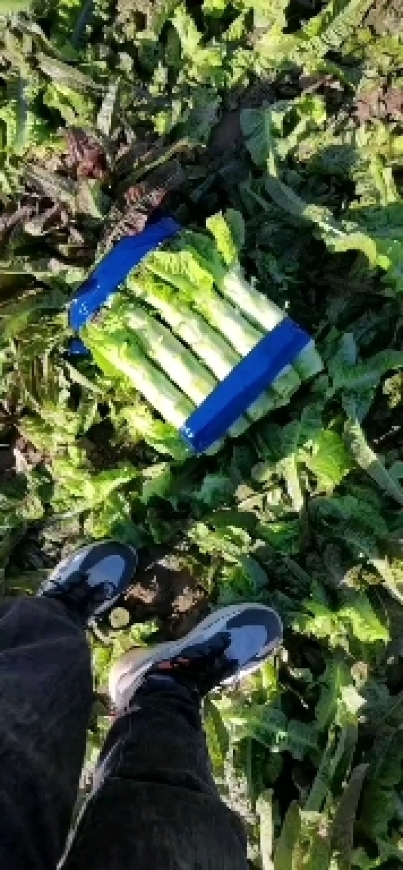 莴笋莴苣红叶莴笋原产地直发无空心无病害叶电商