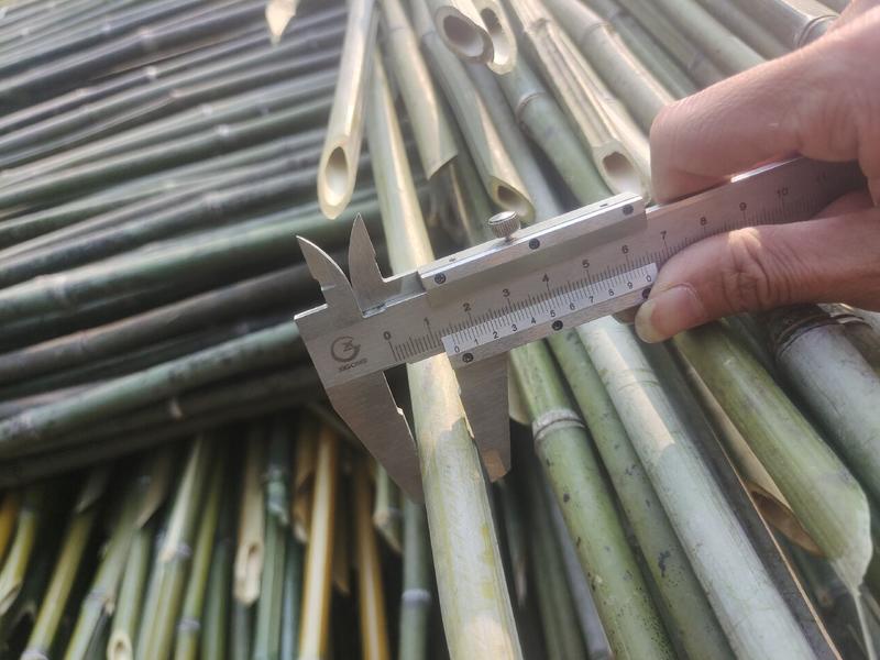 尾口1-3公分，金竹出售，量大从优，各种规格定制