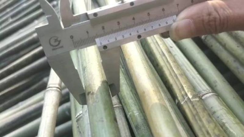 尾口1-3公分，金竹出售，量大从优，各种规格定制