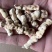 中药材甘遂毛儿眼冷背药材现货供应量大从优。