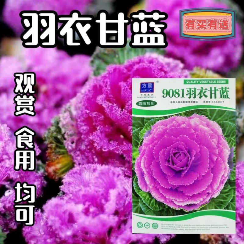 羽衣甘蓝种子观赏及食用春秋均可栽培耐寒农家庭院景观绿化用