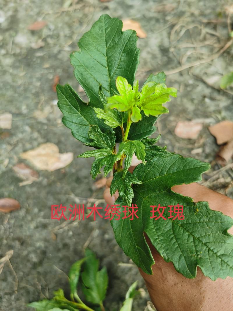 欧洲木绣球小苗，12杯苗移栽成活率高，基地批发量大从优。