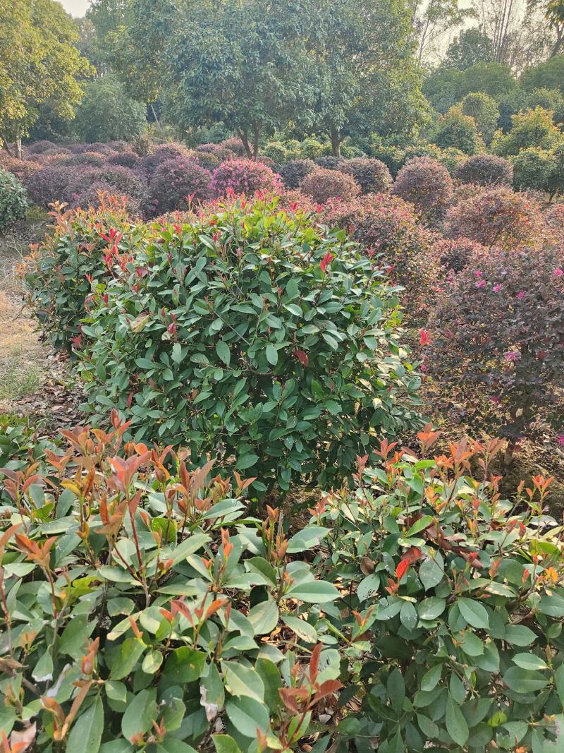 1-1.5米红叶石楠球，量大有优惠，欢迎选购