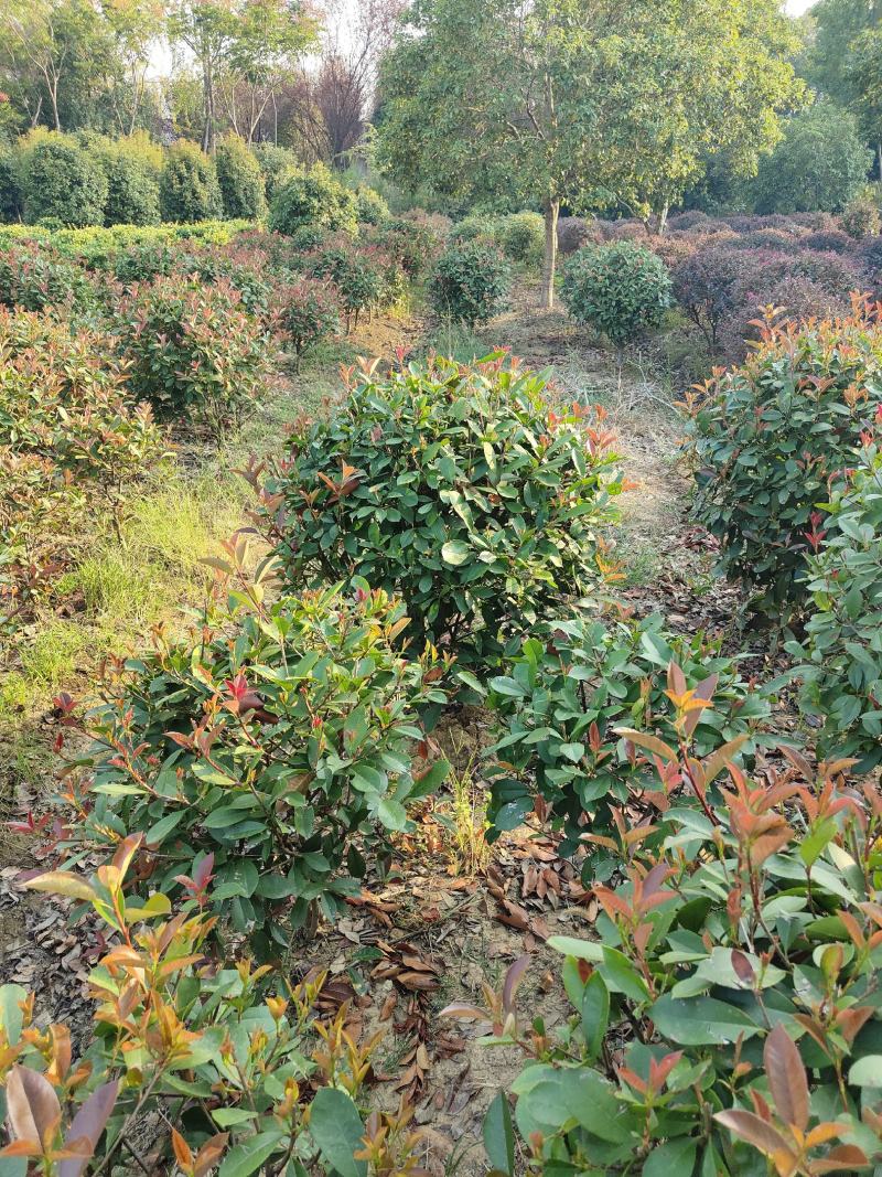 1-1.5米红叶石楠球，量大有优惠，欢迎选购