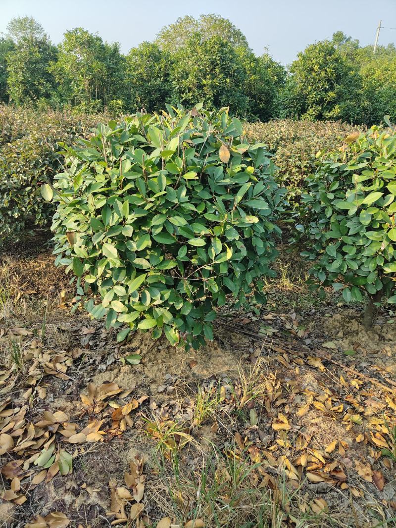 1-1.5米红叶石楠球，量大有优惠，欢迎选购