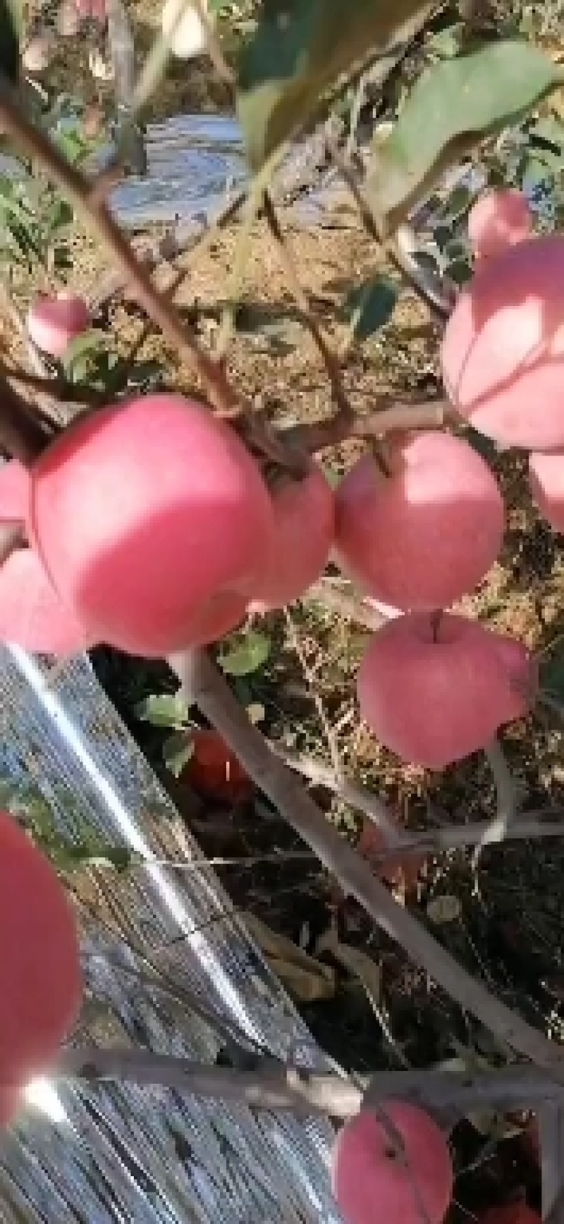 河北省青龙大山️️️红富士苹果70mm以上纸袋果