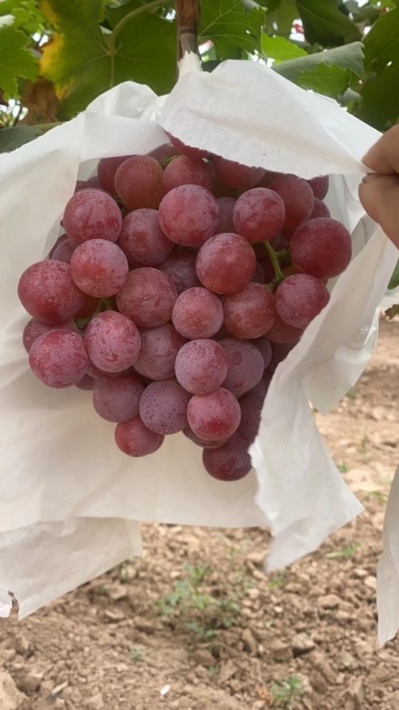 陕西红提大量供应，红提批发，红提价格，红提葡萄批发
