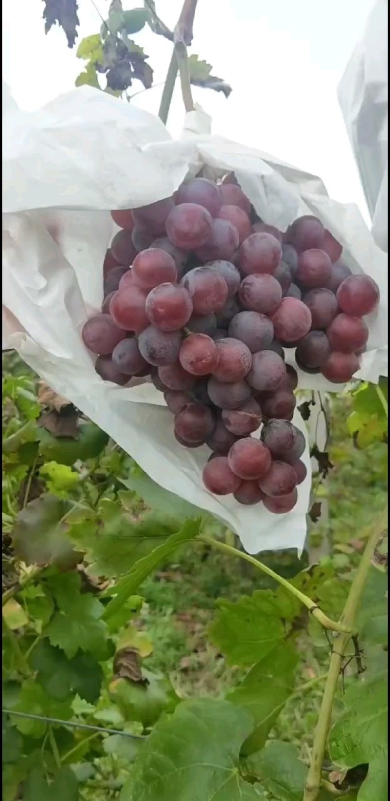 陕西红提大量供应，红提批发，红提价格，红提葡萄批发