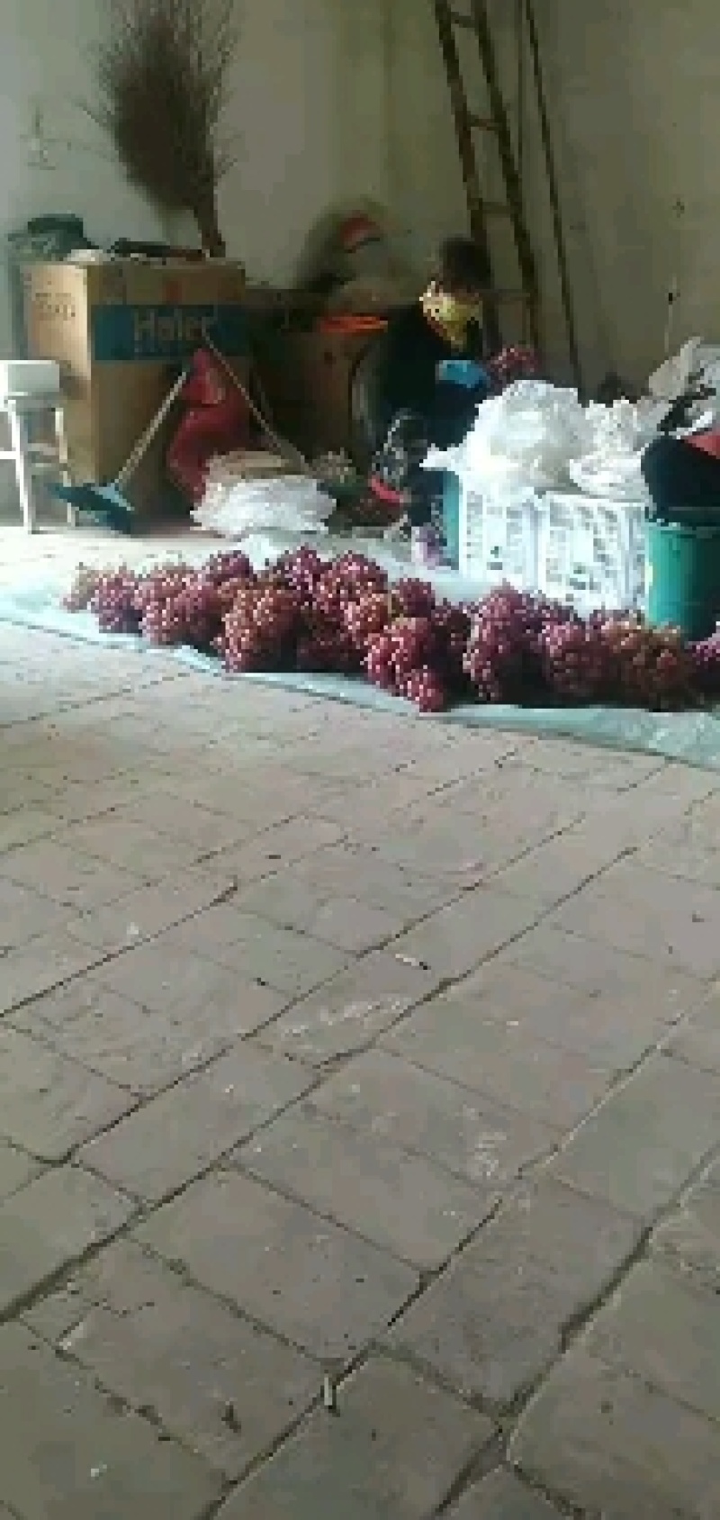 陕西红提大量供应，红提批发，红提价格，红提葡萄批发