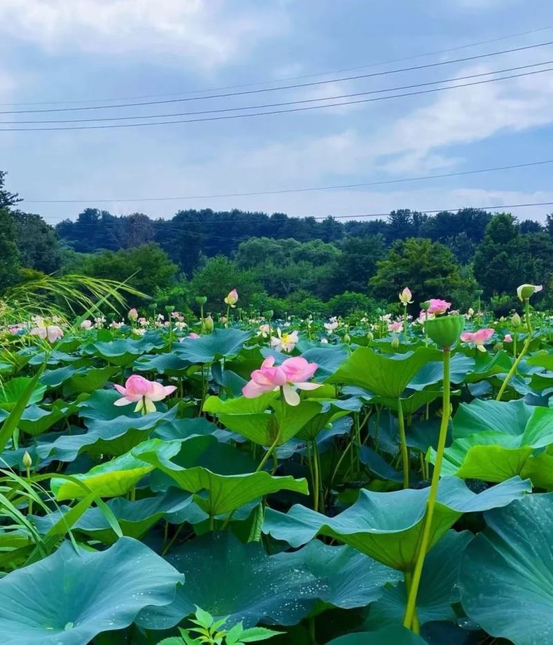 莲藕，鲜藕，自有千亩种植基地，产地直供，有加工厂。