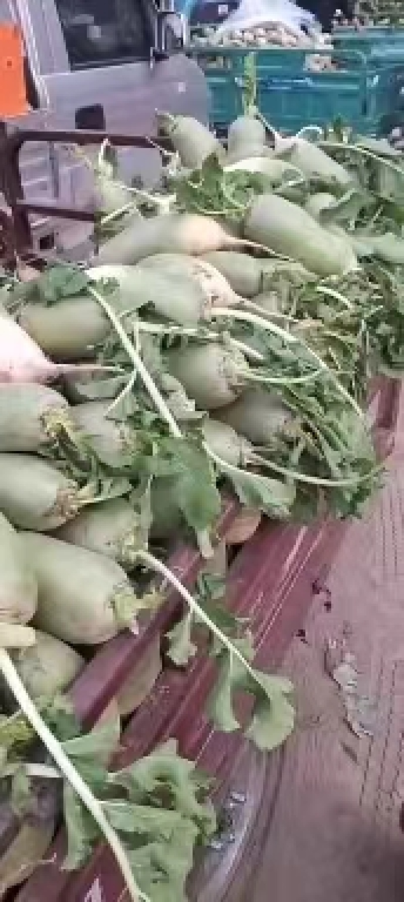 [荐]青萝卜萝卜开封萝卜产地萝卜需要的老板联系