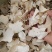 云南凤庆雪山野生魔芋干片