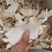 云南凤庆雪山野生魔芋干片
