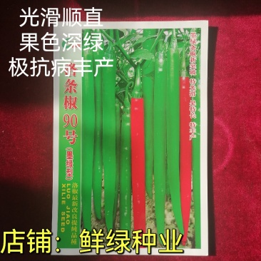 洛椒条椒90号墨绿色线椒新品果色深绿又长又直抗病丰产